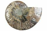 Cut & Polished Ammonite Fossil (Half) - Madagascar #364901-1
